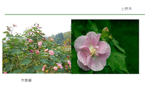 常見園林植物圖譜.ppt