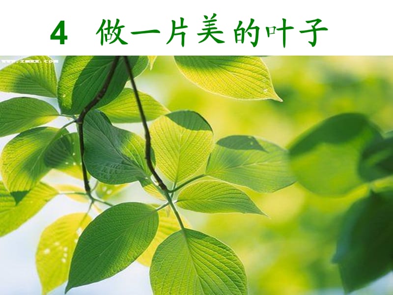 《做一片美的叶子》.ppt_第1页