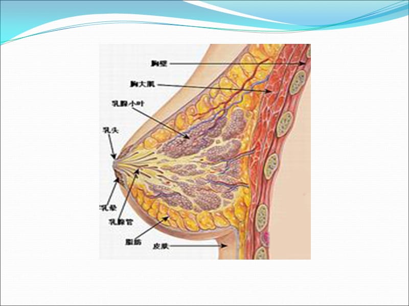 乳腺纤维瘤影像诊断_第2页