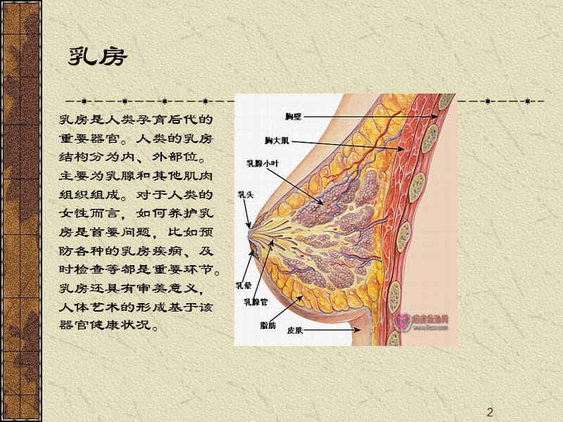 乳腺癌术后功能锻炼_第2页