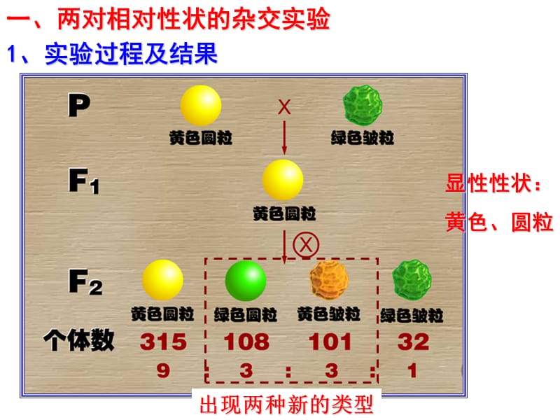 高三一轮复习：基因自由组合规律.ppt_第2页