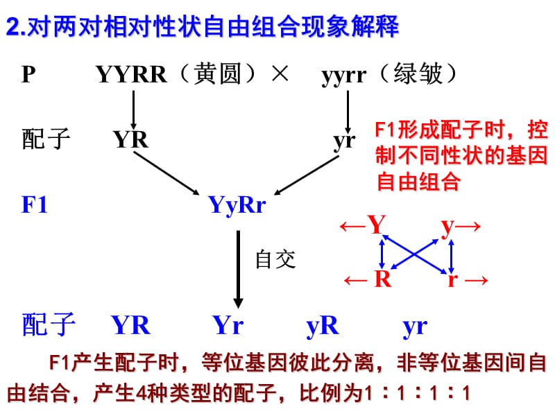 高三一轮复习：基因自由组合规律.ppt_第3页