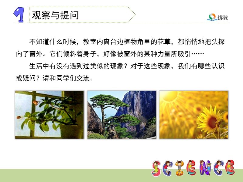 《植物角里的科学问题》教学.ppt_第3页