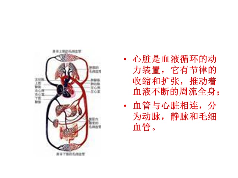 《微循环讲解》PPT课件.ppt_第3页