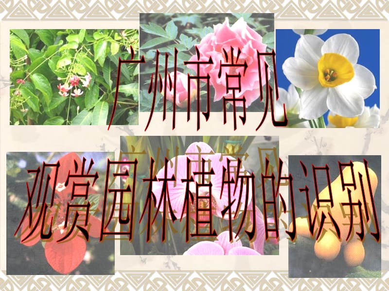 广州常见园林植物识别.ppt_第1页