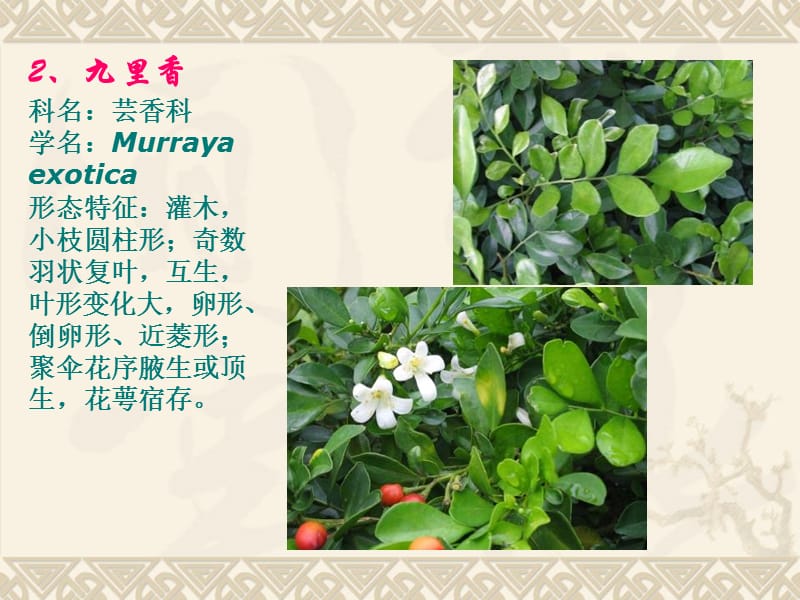 广州常见园林植物识别.ppt_第3页