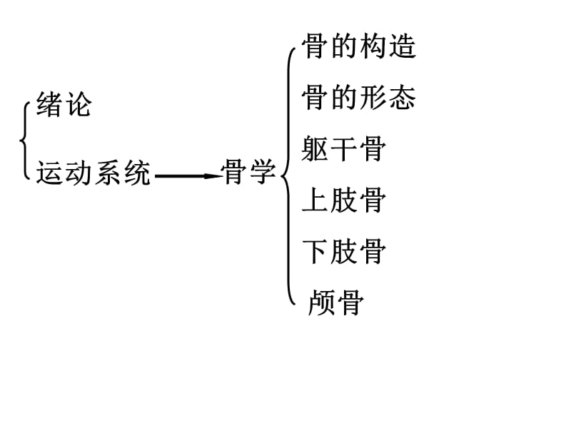 解剖学(运动系统).ppt_第3页