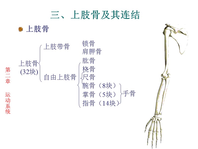 运动解剖学-骨的形态观察.ppt_第2页