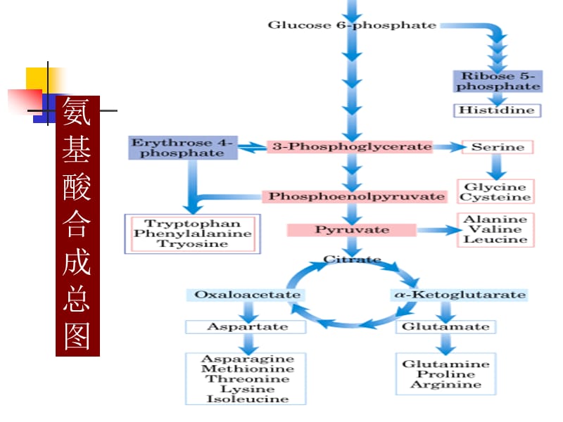 氨基酸的生物合成.ppt_第3页