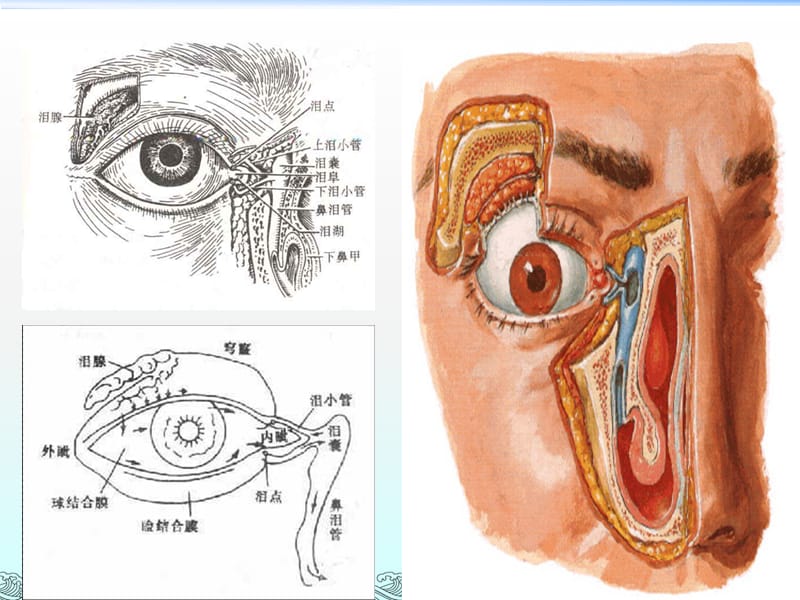 泪器解剖_第3页