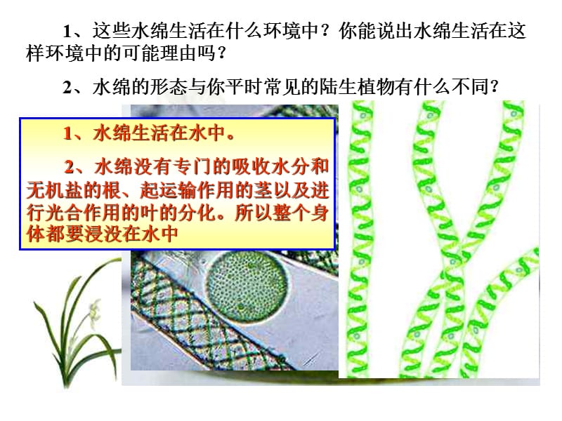 藻类植物、蕨类植物、苔藓植物的区别包括种子植物.ppt_第1页