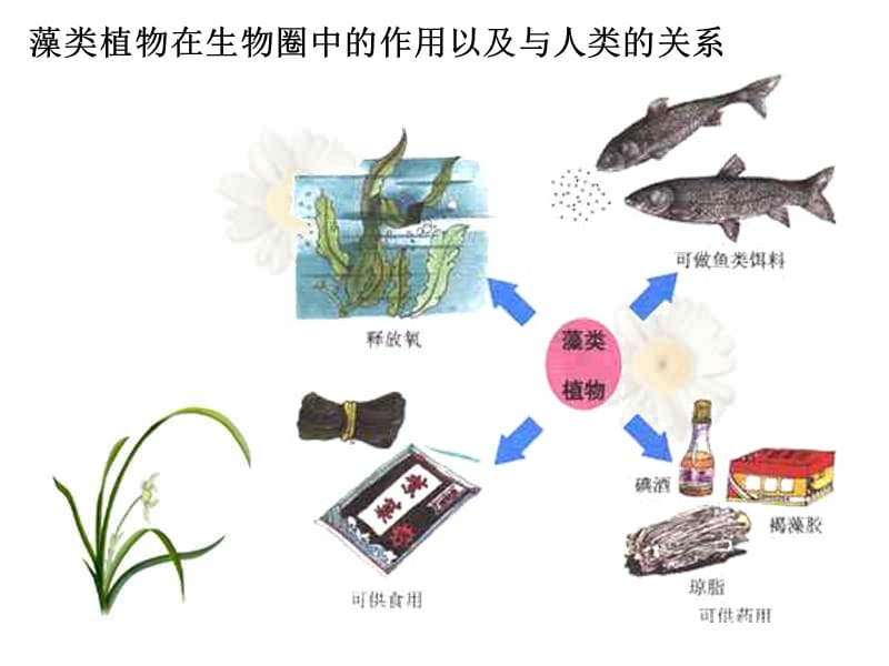 藻类植物、蕨类植物、苔藓植物的区别包括种子植物.ppt_第3页