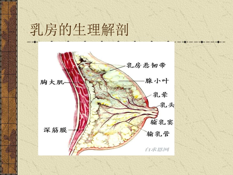 乳腺癌护理查房PPT课件_第3页