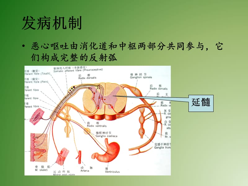 《呕吐诊断与鉴别》PPT课件.ppt_第3页