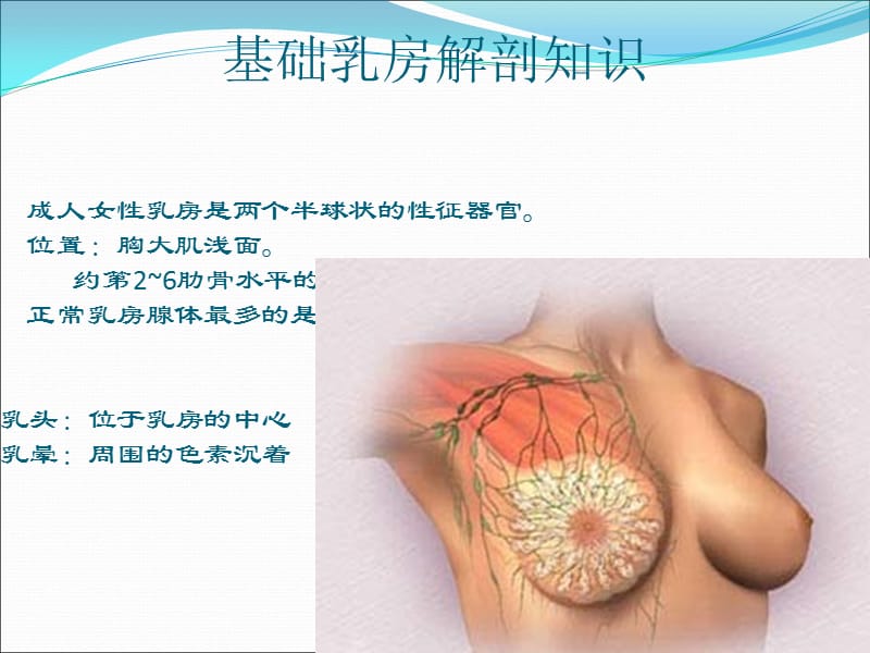 乳腺外科基本讲解_第2页
