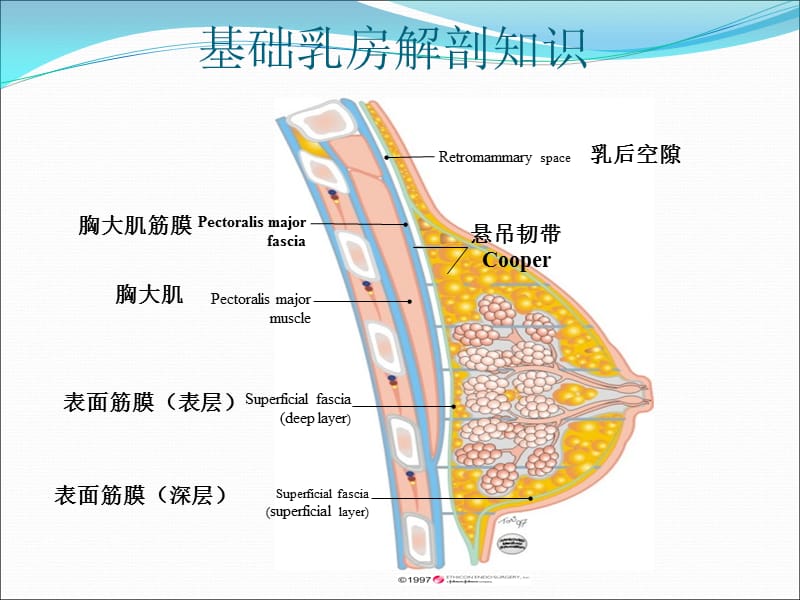 乳腺外科基本讲解_第3页