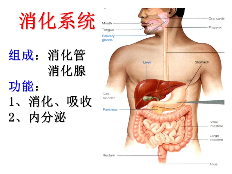 组胚课件-消化管.ppt_第2页