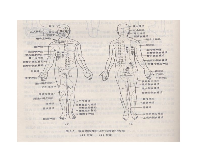 神经功能感觉检查法.ppt_第3页