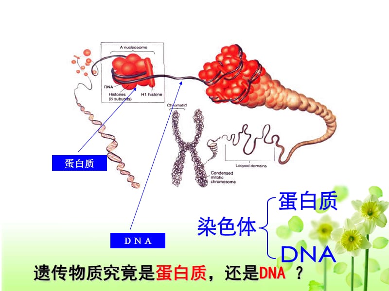 肺炎双球菌的转化实验.ppt_第1页