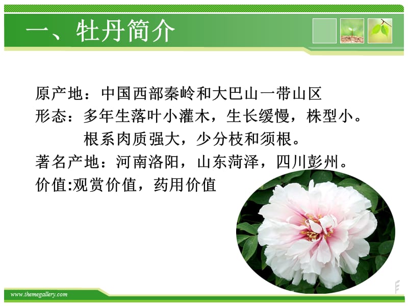 《牡丹的药用价值》PPT课件.ppt_第3页