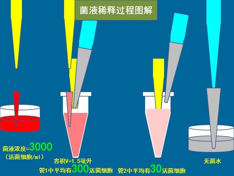 梯度稀释涂平板制单菌落.ppt_第3页