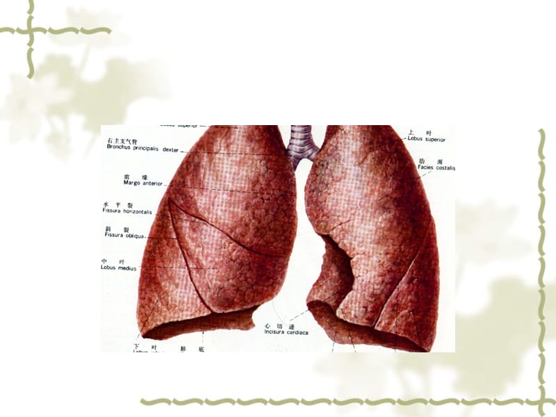 肺胀中医护理常规.ppt_第2页