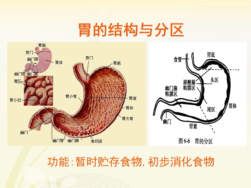 生理学-胃内消化.ppt_第2页