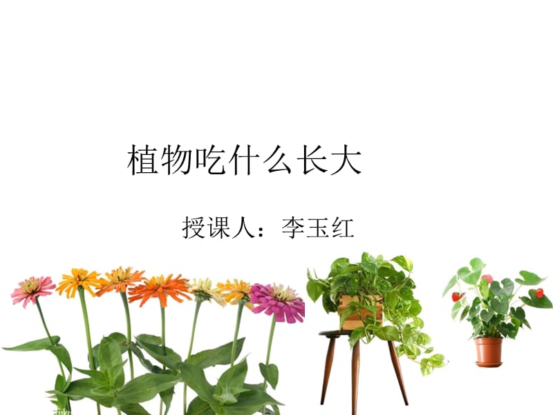 《植物的光合作用》PPT课件.ppt_第1页