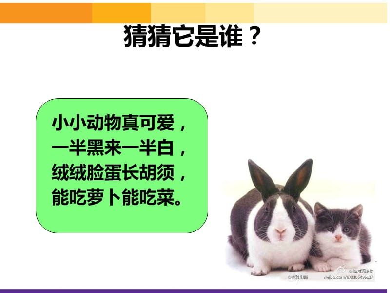 《我和动物交朋友》课件.ppt_第3页