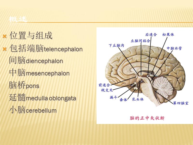 神经外科教学_第3页