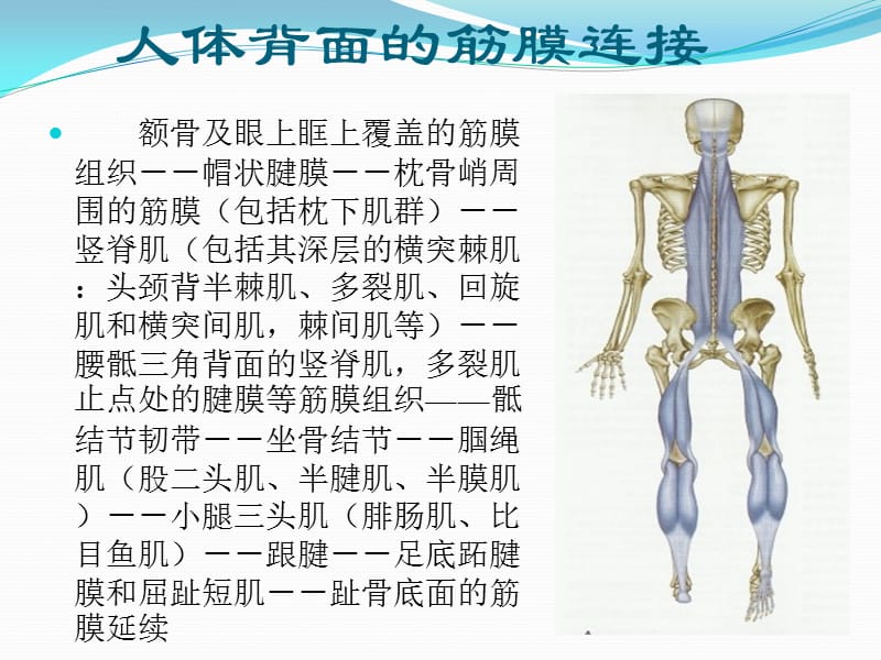 筋膜连接系统解剖.ppt_第1页