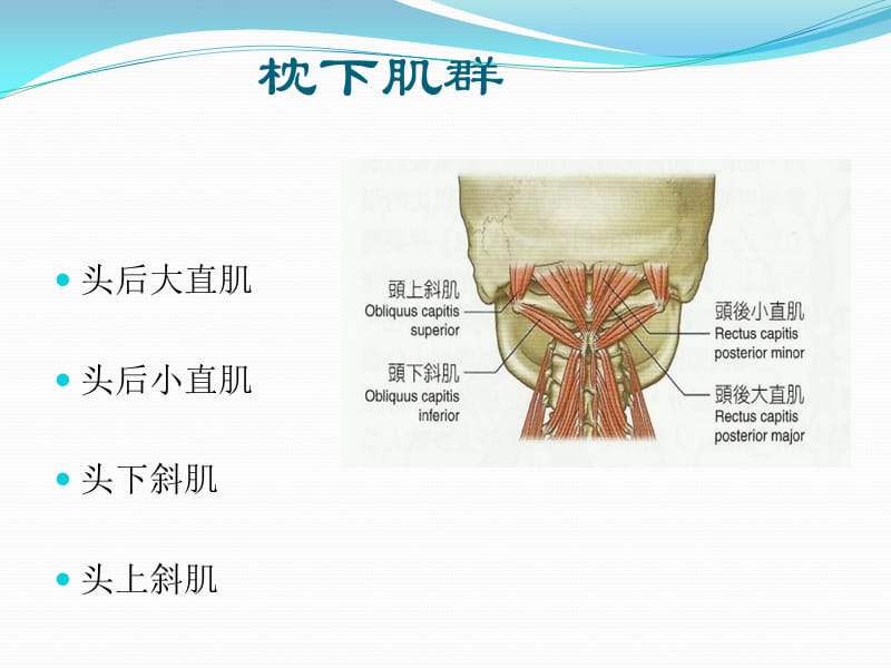 筋膜连接系统解剖.ppt_第3页