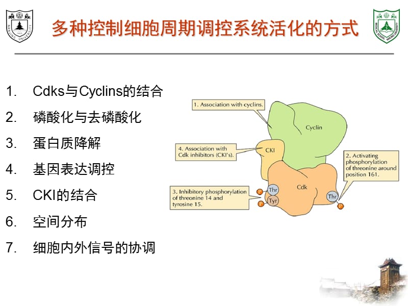 细胞周期调控系统.ppt_第3页