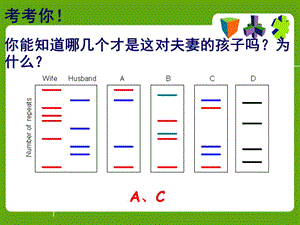 遺傳物質(zhì)的攜帶者-核酸.ppt