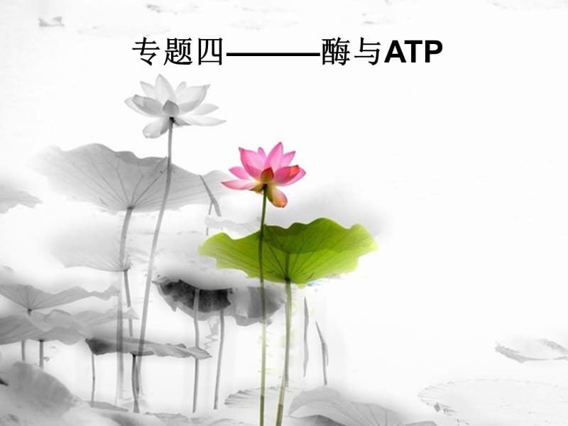 生物必修1酶和ATP一轮复习.ppt_第1页