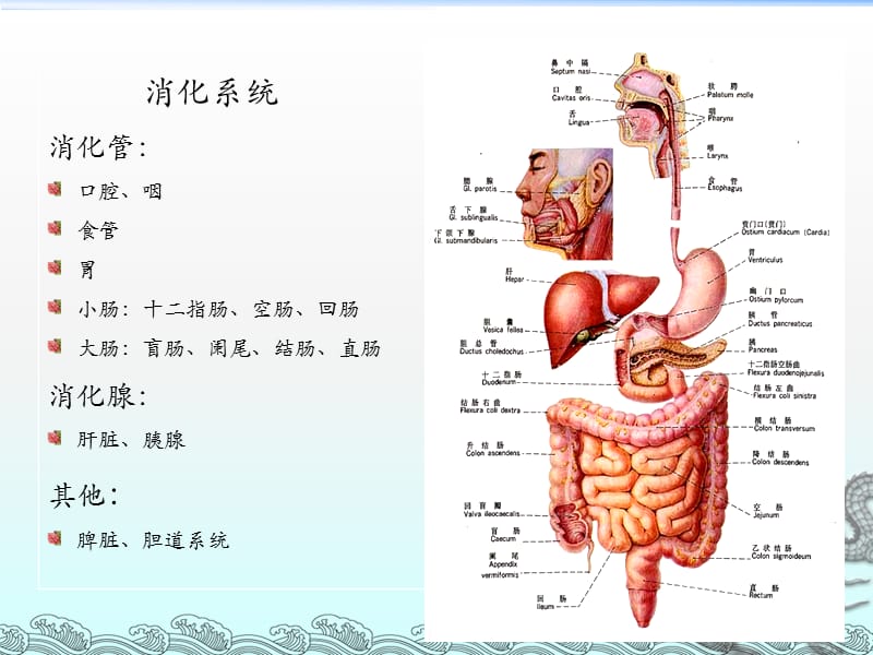 胃肠道正常异常影像学表现_第2页