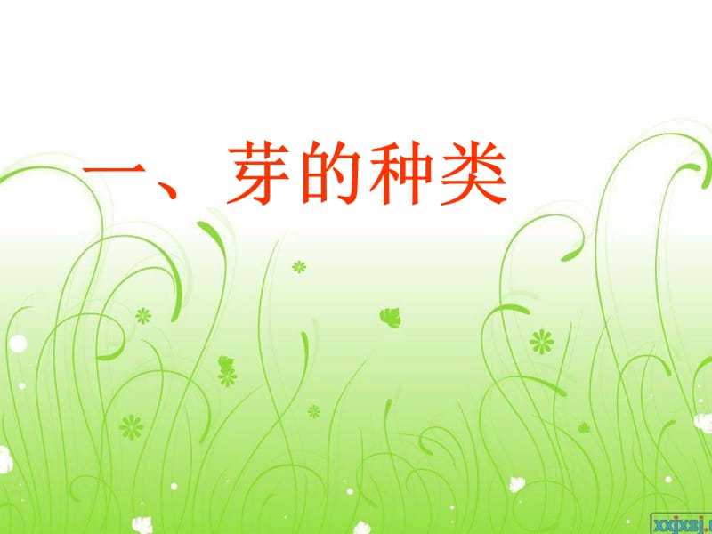 果树的芽及花芽分化.ppt_第3页