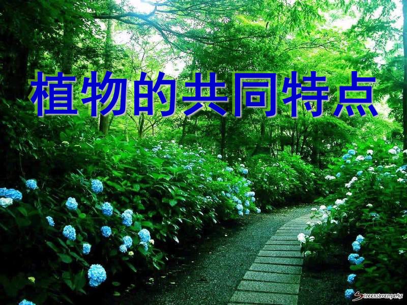 《植物的共同特点》PPT课件.ppt_第1页