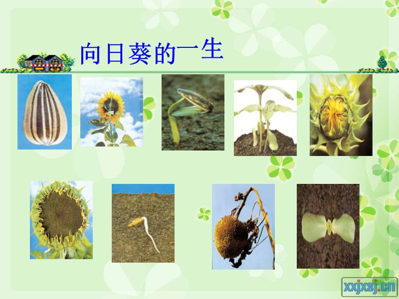 《植物的共同特点》PPT课件.ppt_第3页