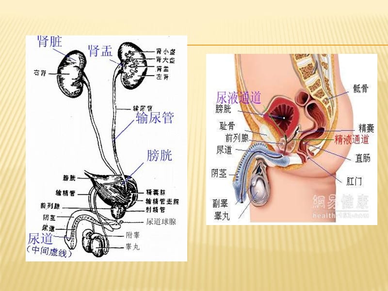 膀胱癌病人的护理 李莉琴_第3页