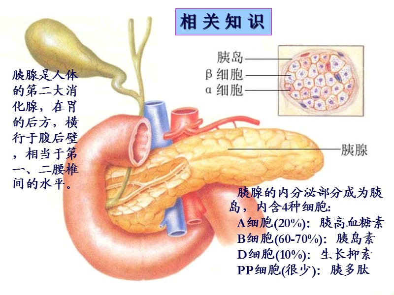 胰岛素及口服降糖药_第2页