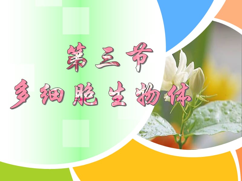 《多细胞生物体》PPT课件.ppt_第1页