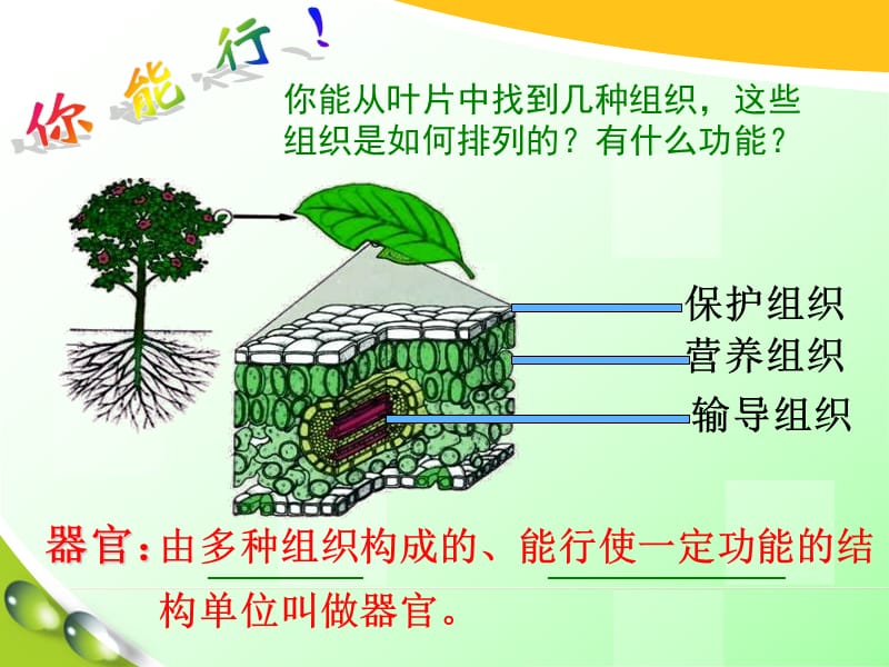 《多细胞生物体》PPT课件.ppt_第2页