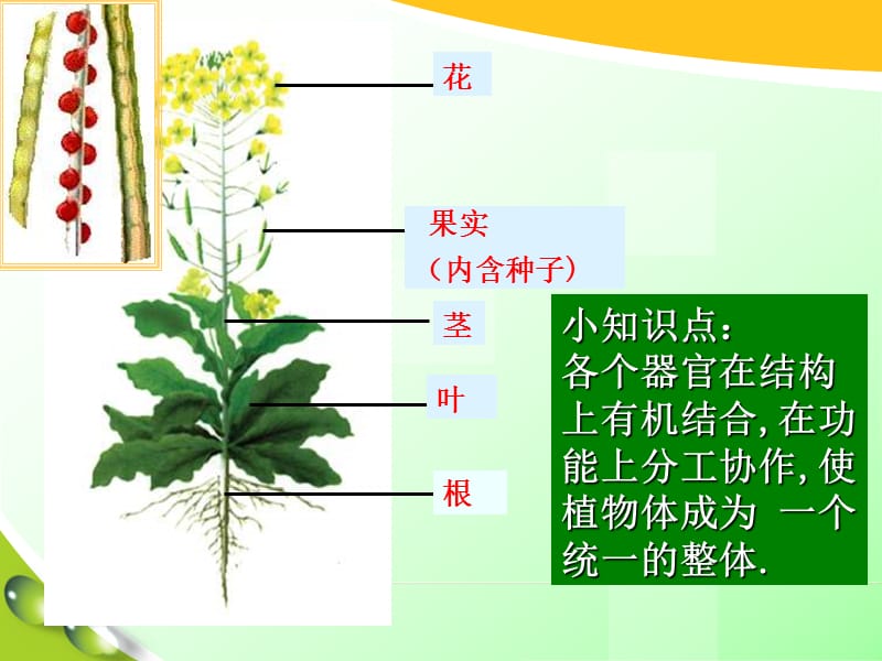 《多细胞生物体》PPT课件.ppt_第3页