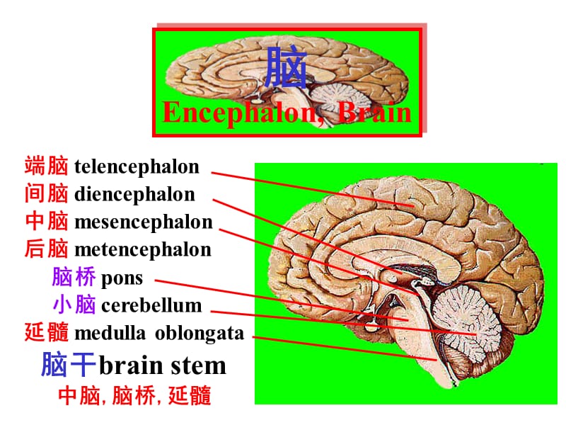 脑干内部结构：脑神经、非脑神经核团.ppt_第1页