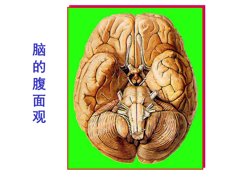 脑干内部结构：脑神经、非脑神经核团.ppt_第2页