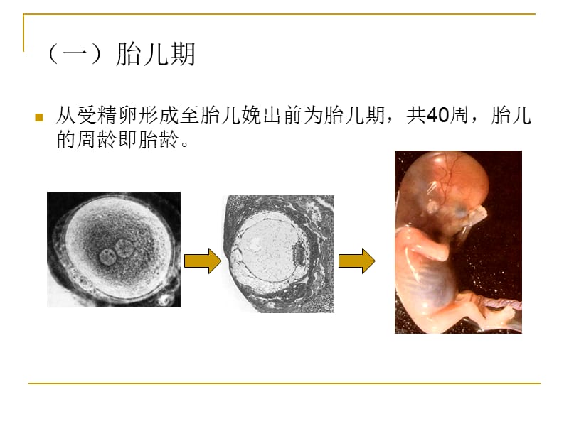 《人体发育规律》PPT课件.ppt_第3页