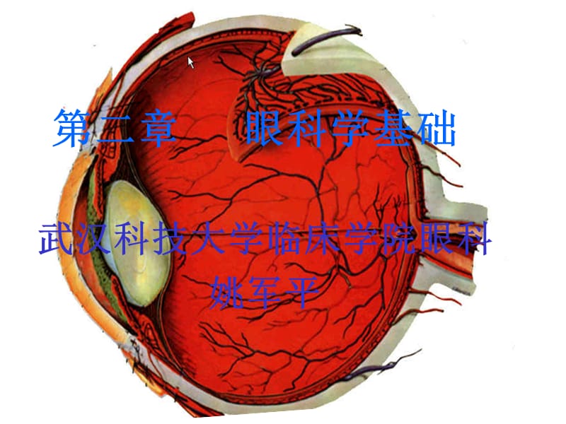 眼科学基础(本科).ppt_第1页