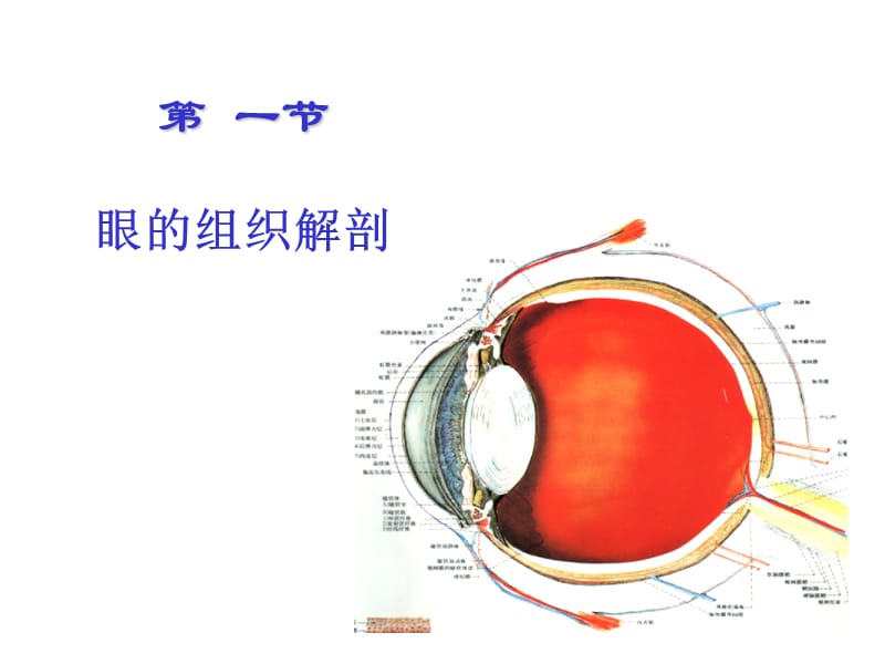 眼科学基础(本科).ppt_第3页