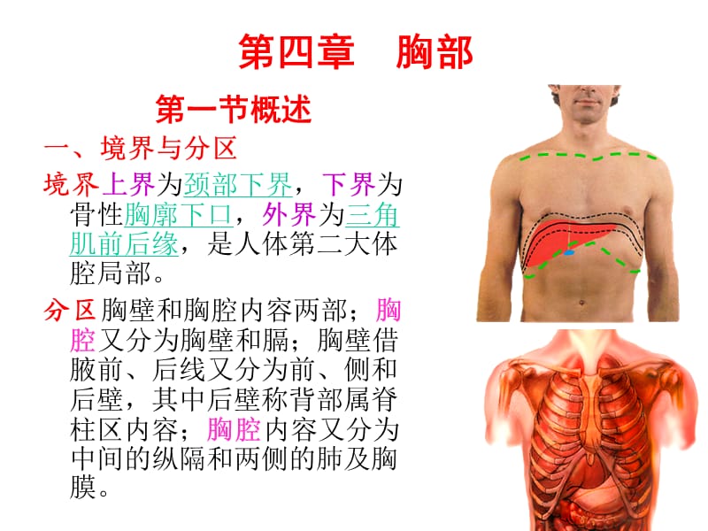 局部解剖学(胸部).ppt_第2页